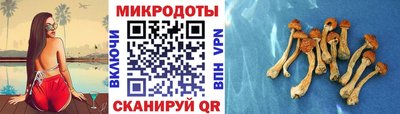 Галлюциногенные грибы Psilocybe  Усть-Джегута 